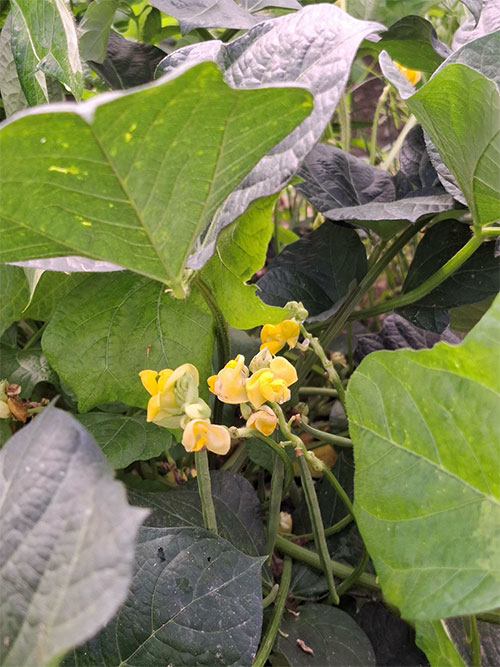 馬路大納言小豆の花
