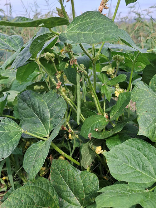 馬路大納言小豆の莢