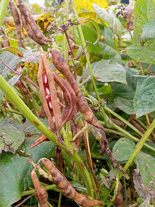 馬路大納言小豆の熟期